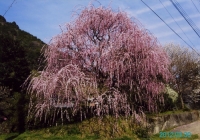 西吉野町賀名生「しだれ桜」